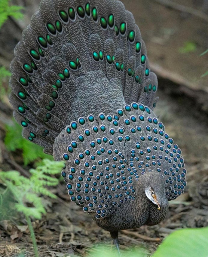 Павлиний фазан (Polyplectron bicalcaratum)