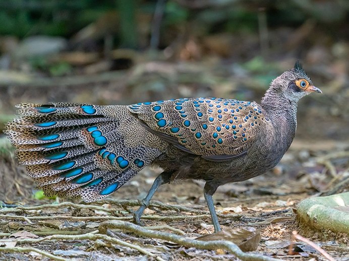 Павлиний фазан (Polyplectron bicalcaratum)