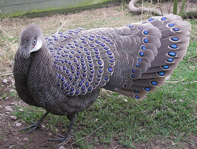 Павлиний фазан (Polyplectron bicalcaratum)