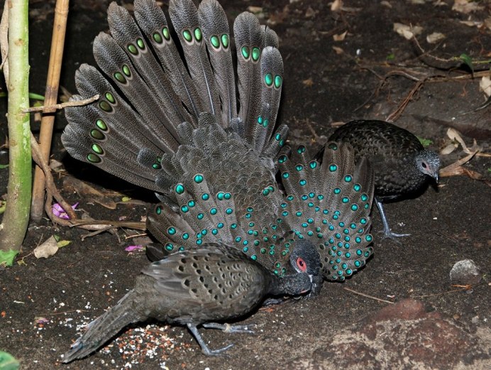 Pavo фазан