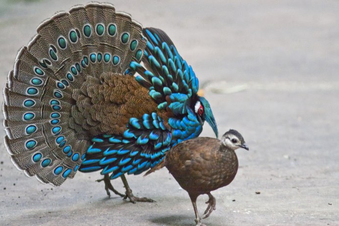 Павлиний фазан (Polyplectron bicalcaratum)