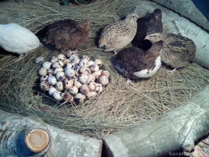 Перепелки породы фараон