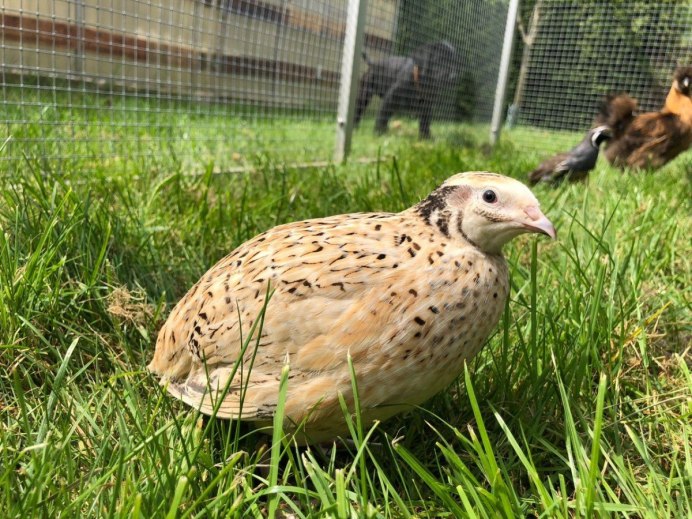 Перепелка птица