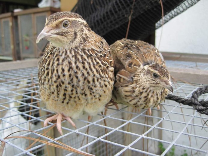 Домашние птицы перепелки