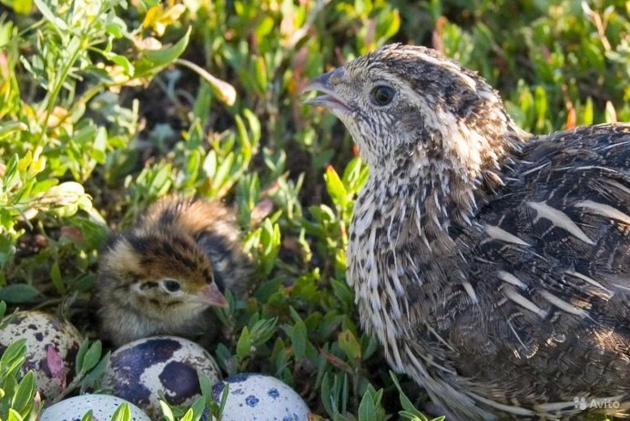 Перепёлка Степнова
