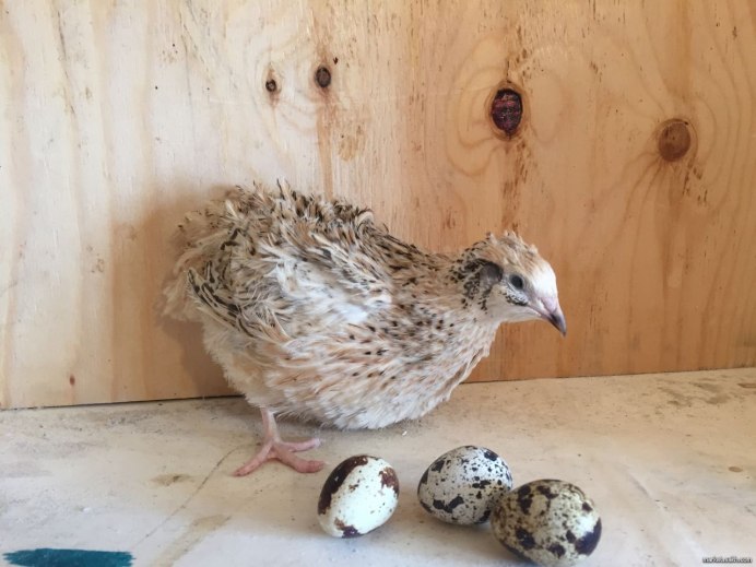 Кубанская перепёлка порода