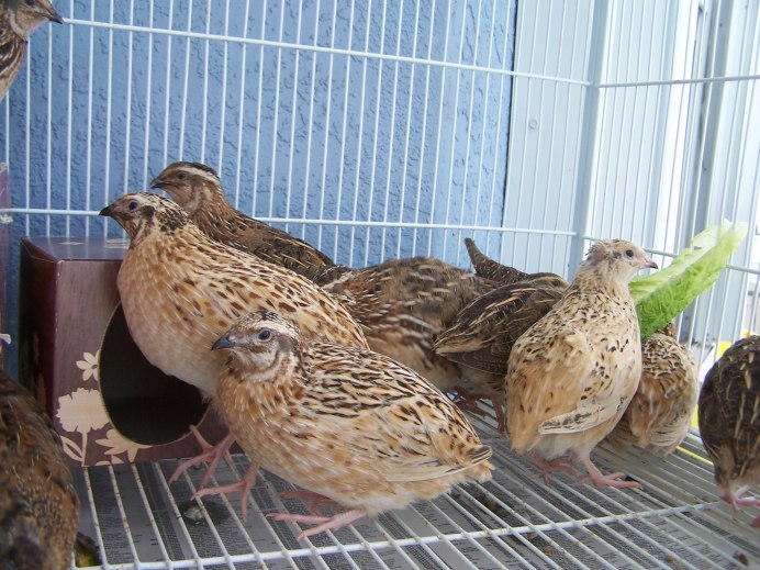 Перепелка обыкновенная