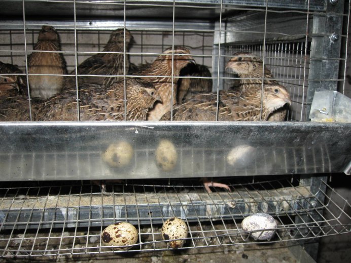 Обыкновенный перепел домашний