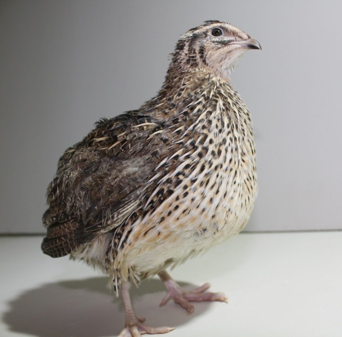 Перепел обыкновенный птенцы