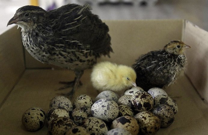 Перепел перепелку и перепелят