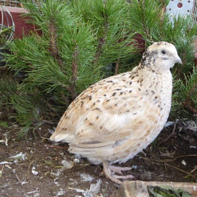 Перепелки Мексиканские