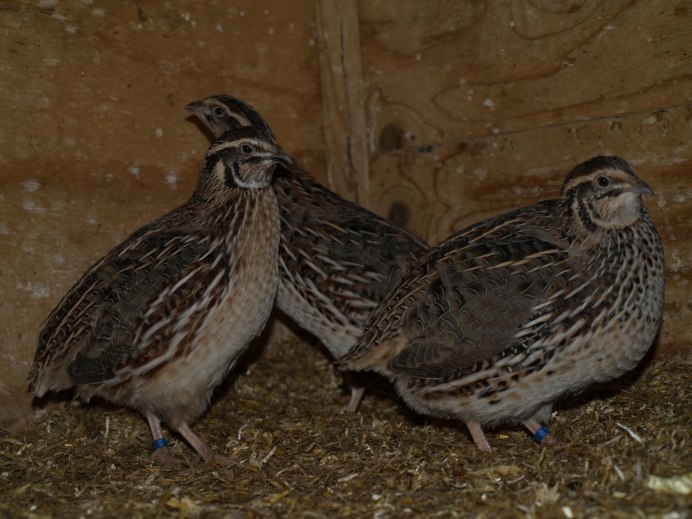 Виргинская американская куропатка