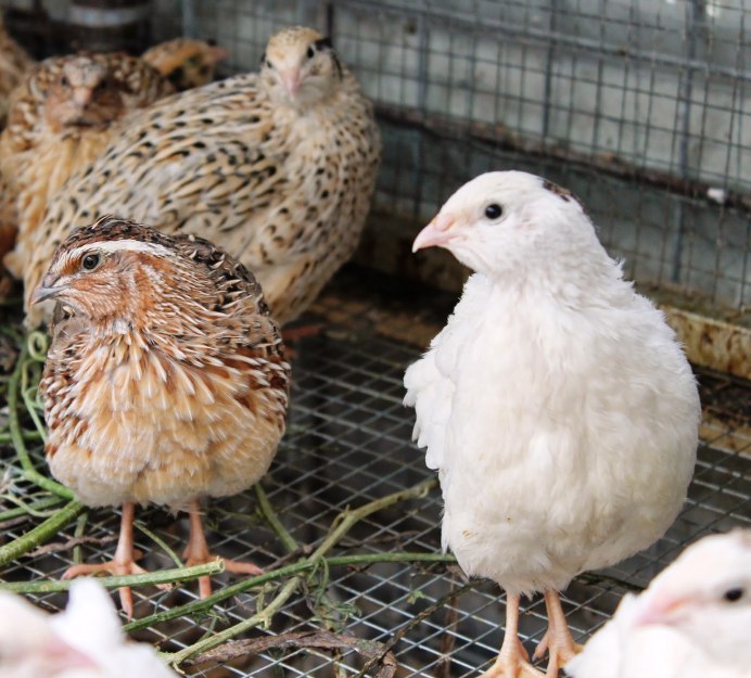 Перепелки породы фараон