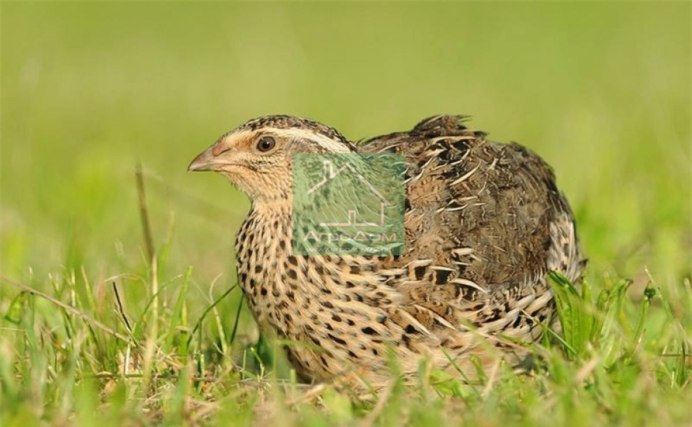 Перепелка обыкновенная