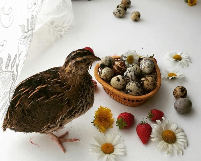 Перепелиные куритса