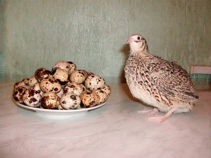 Бедана Дони