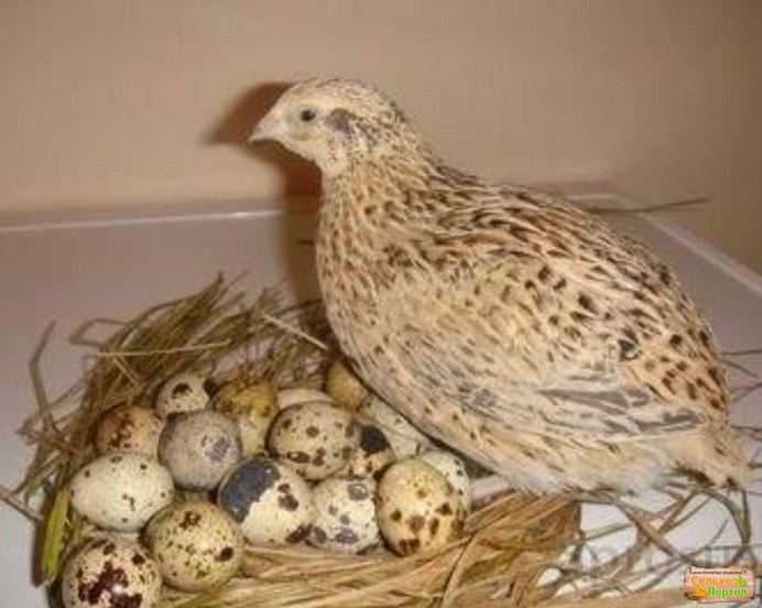 Перепел обыкновенный птенцы