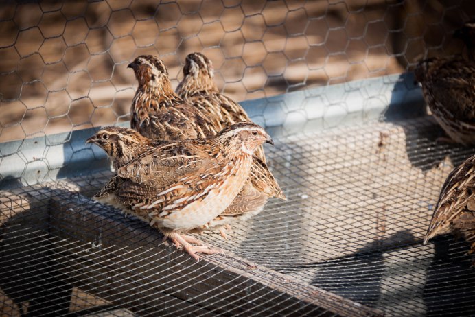 Перепелка птица