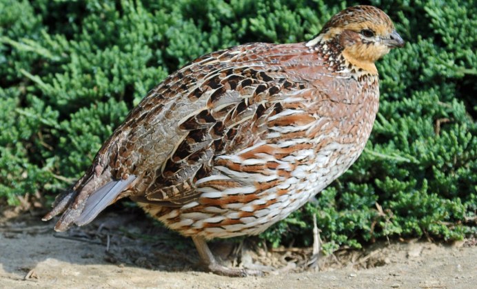 Домашние перепела белые