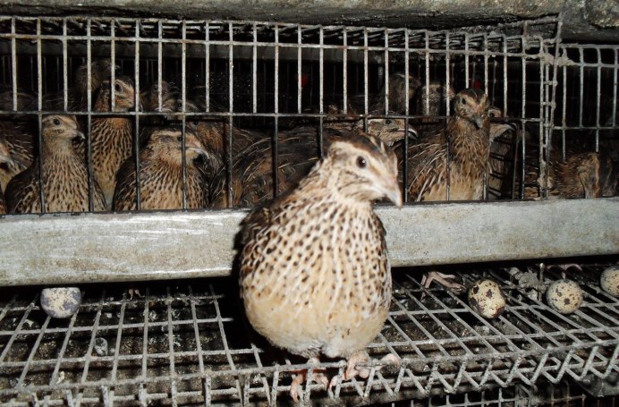 Перепелки породы фараон