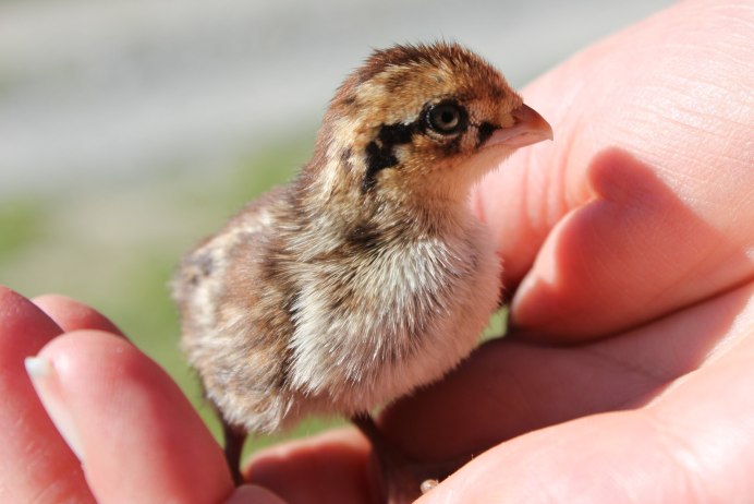Перепелиная ферма в Японии