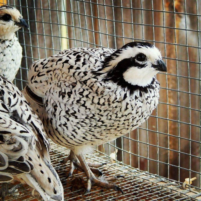 Перепел фараон