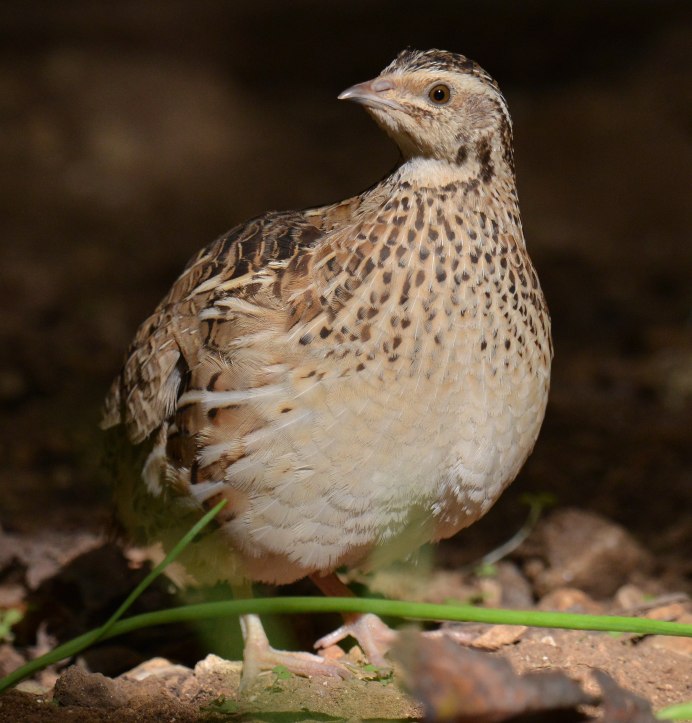 Перепел Арлекин