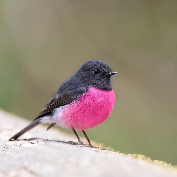 Сибирская чечевица (Carpodacus roseus (Pall.)