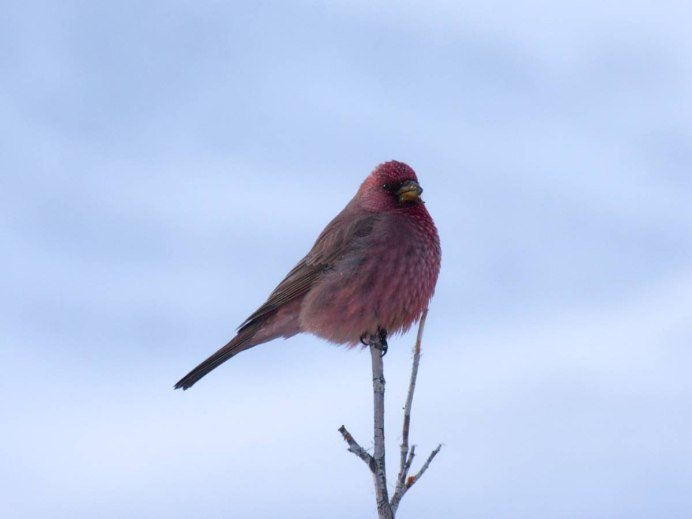 Певчие воробьиные Вьюрковые