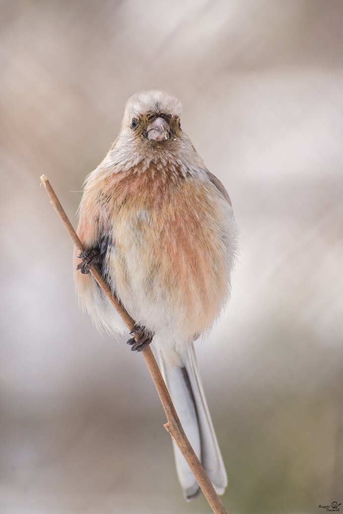 Певчие Лесные птицы Коноплянка