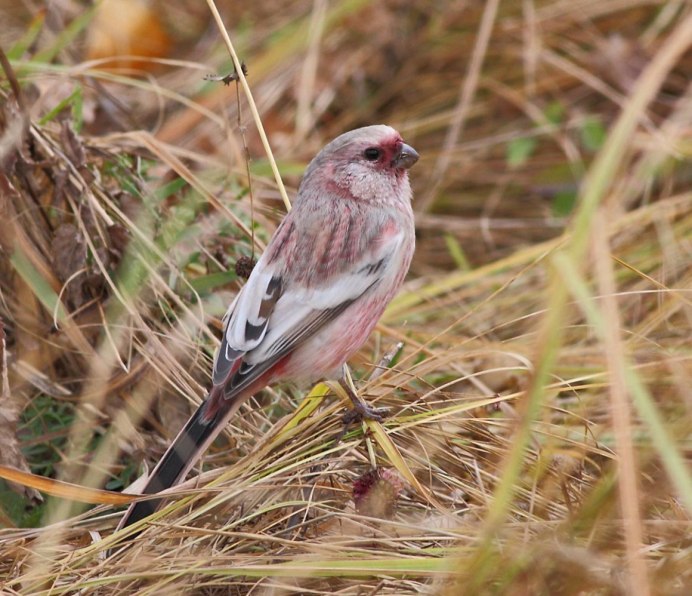 Птица с красным пятном на голове