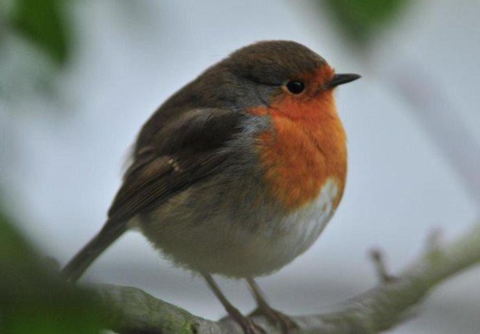 Краснолобая петроика