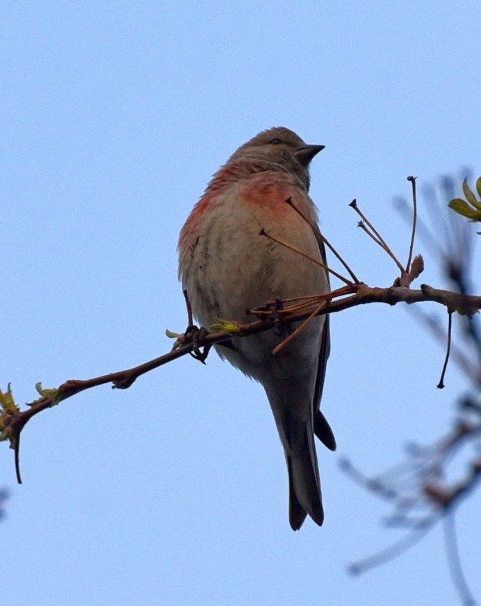 Маленькая птичка Коноплянка