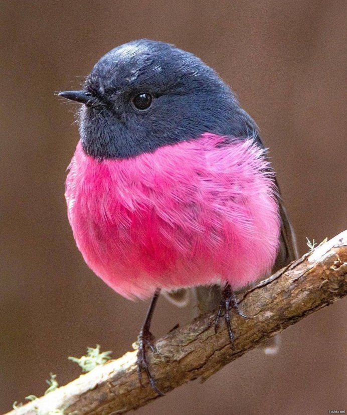 Птичка с красной грудкой