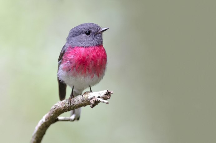 Длиннохвостая чечетка