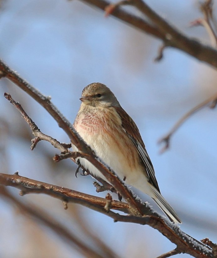 Соловей Коноплянка