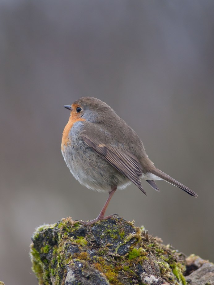 Petroica rodinogaster