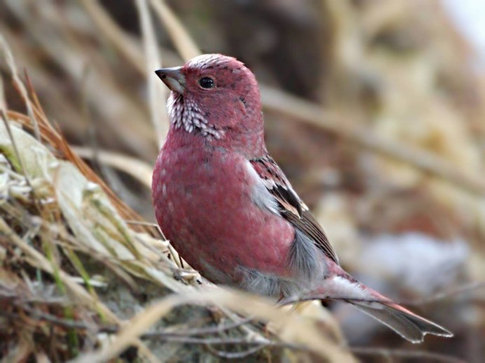 Певчие воробьиные Вьюрковые