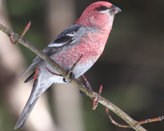 Птичка розовый