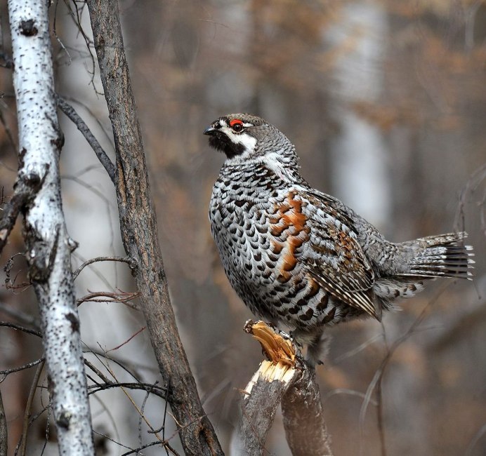 Garrulus lanceolatus гималайская Сойка