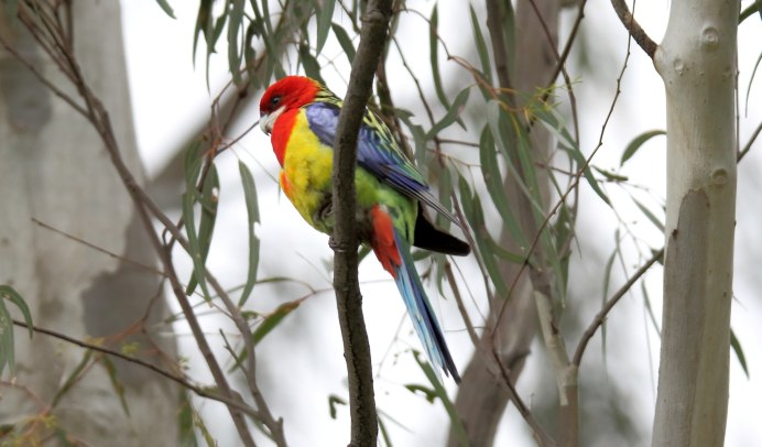 Рубиновая Розелла Platycercus Eximius