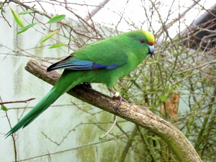 Rosella extreme