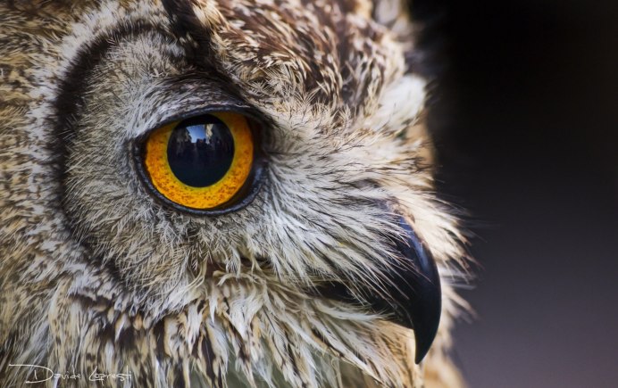 Орлиный глаз