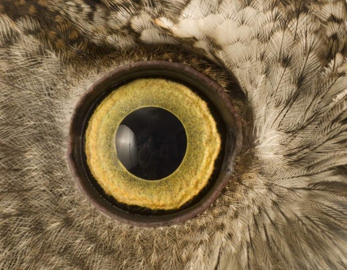 Клюв Совы сбоку