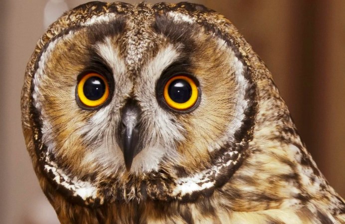 Сова Сова Совиные глаза