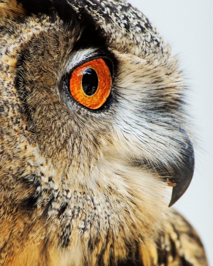 Голова Филина