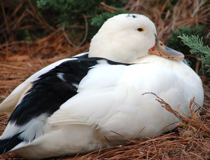 Cairina moschata