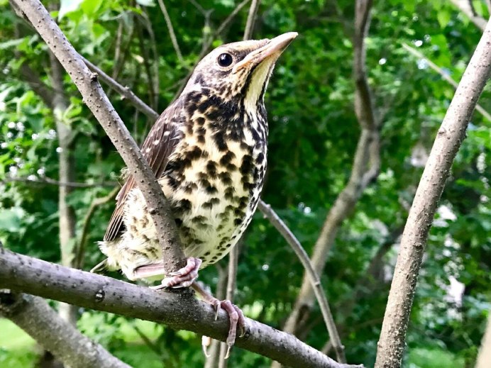 Дрозд - Thrush