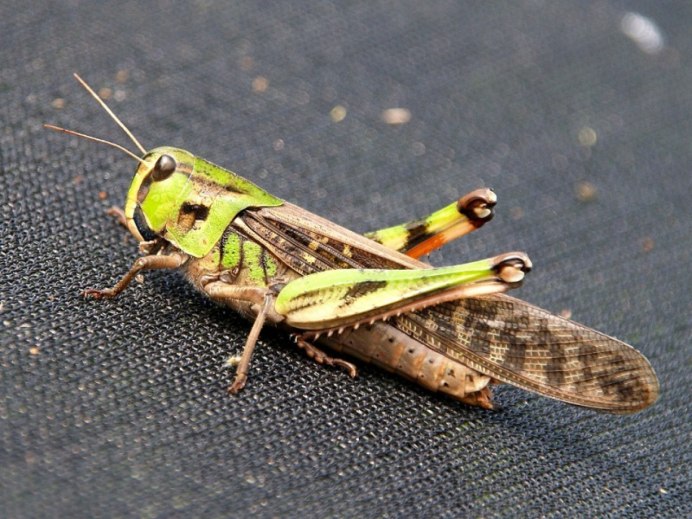 Саранча Перелетная locusta migratoria