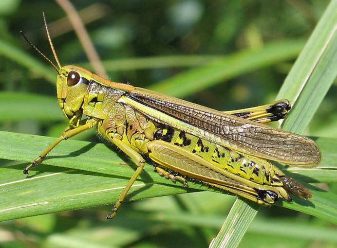 Саранча Перелетная locusta migratoria